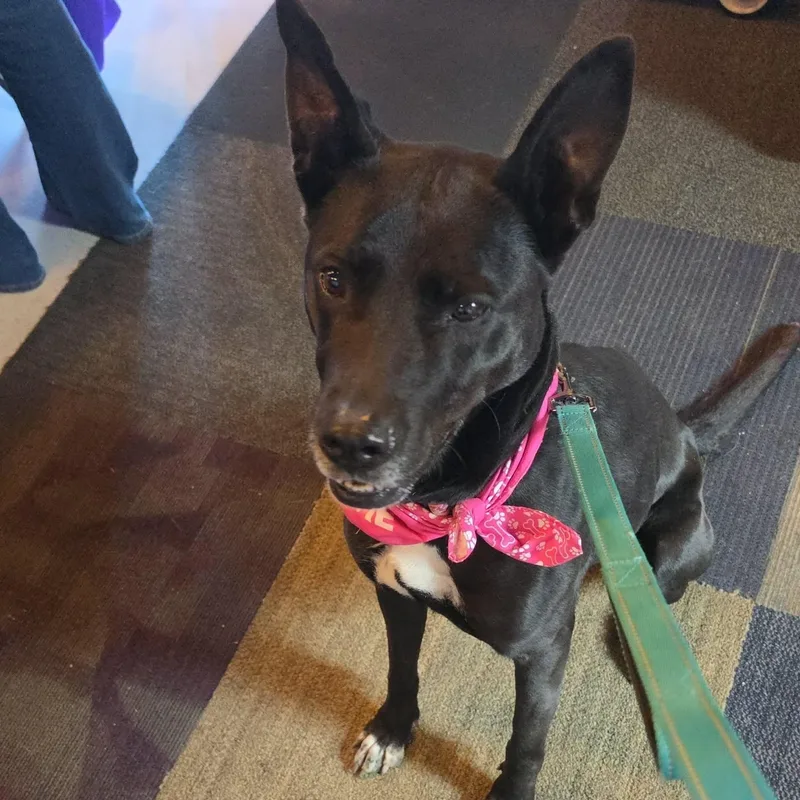 An adult medium-sized female Black German Shepherd Dog dog named Ophelia for adoption in Grafton, OH