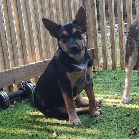 A baby small-sized female Black Australian Cattle Dog / Blue Heeler dog named Ruby for adoption in Rockville, MD