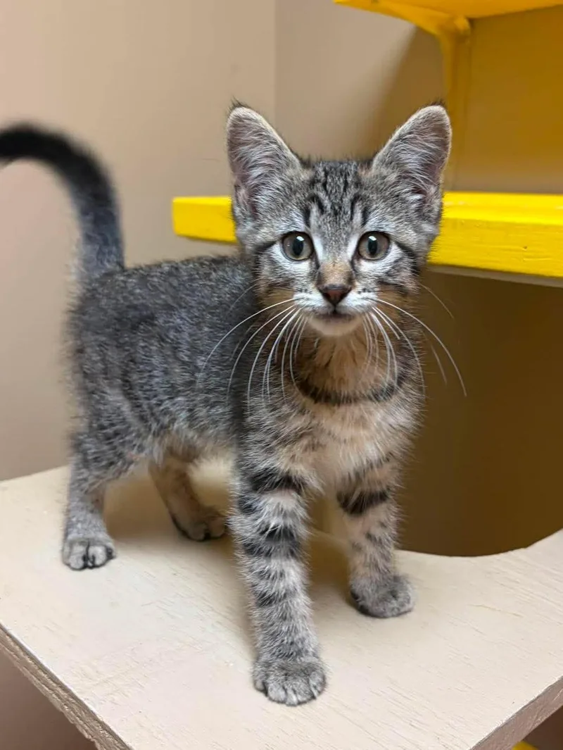 A baby medium-sized female Tabby (Gray / Blue / Silver) Domestic Short Hair cat named Violet for adoption in Maryville, MO