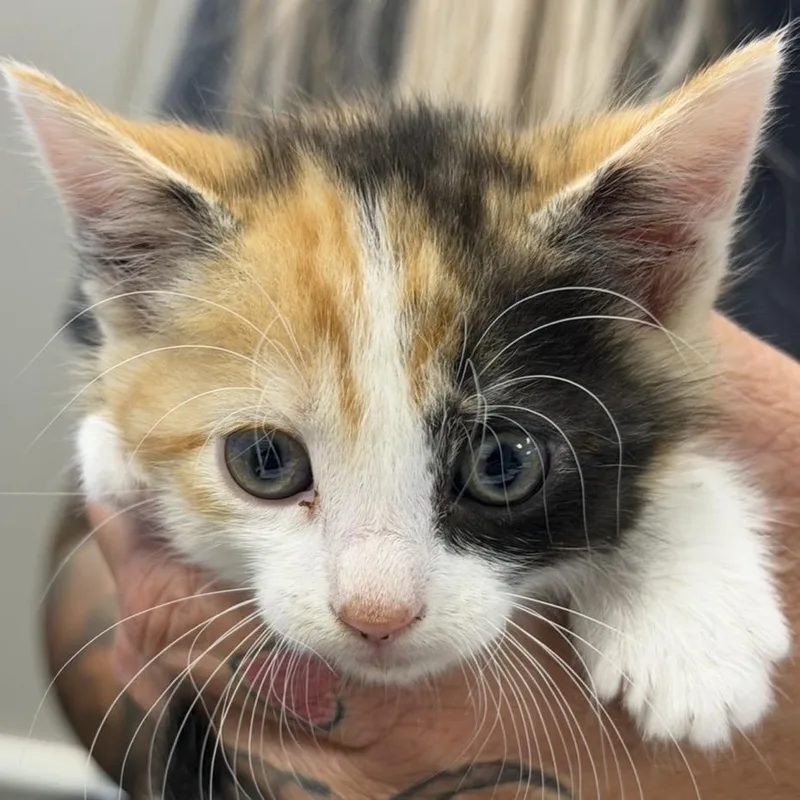 A baby small-sized female Calico Domestic Short Hair cat named Yellow Rose for adoption in Midland, TX