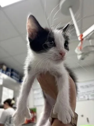 A baby small-sized female Domestic Short Hair cat named Charlotte for adoption in Cumming, GA