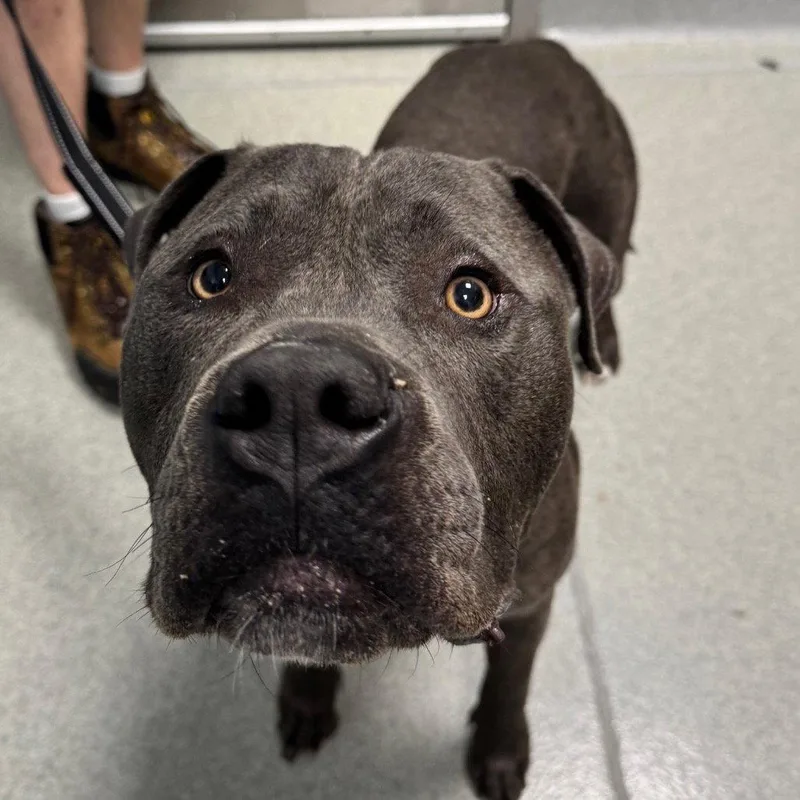 An adult large-sized male Pit Bull Terrier dog named Nipsy for adoption in New Castle, DE