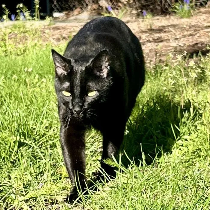 An adult small-sized male Black Domestic Short Hair cat named Kato for adoption in Grantsville, UT