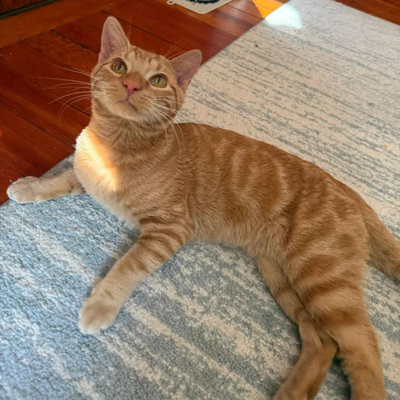 An adult medium-sized male Orange / Red Domestic Short Hair cat named Igor for adoption in Brooklyn, NY
