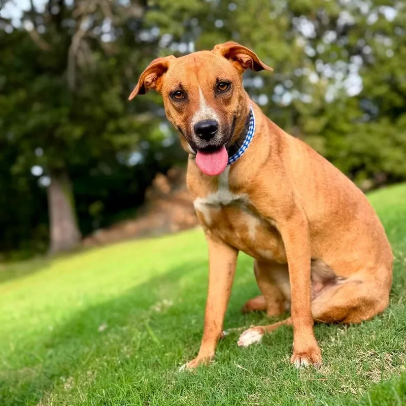 A young medium-sized female Mixed Breed dog named Rose for adoption in Barrington, NH
