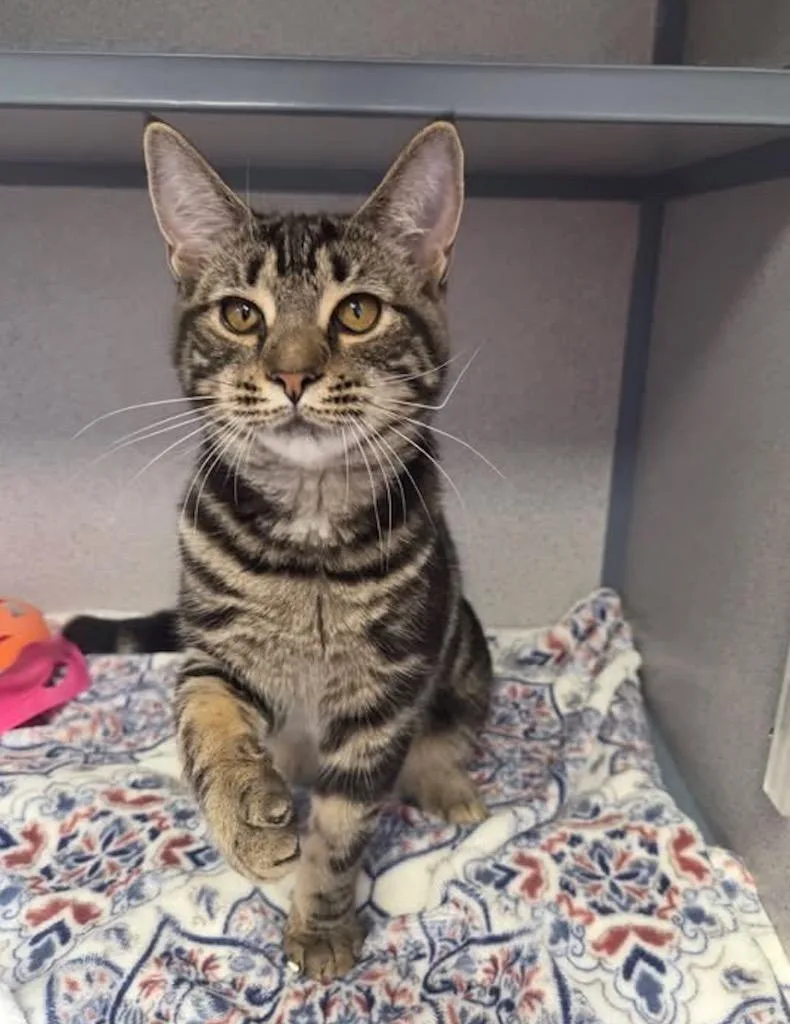 A baby large-sized female Domestic Short Hair cat named Barbecue for adoption in Liverpool, NY