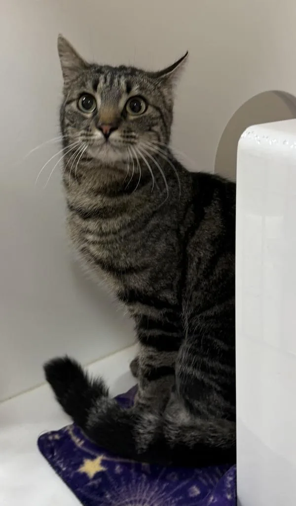 A young small-sized female Domestic Short Hair cat named Sierra for adoption in Great Falls, MT