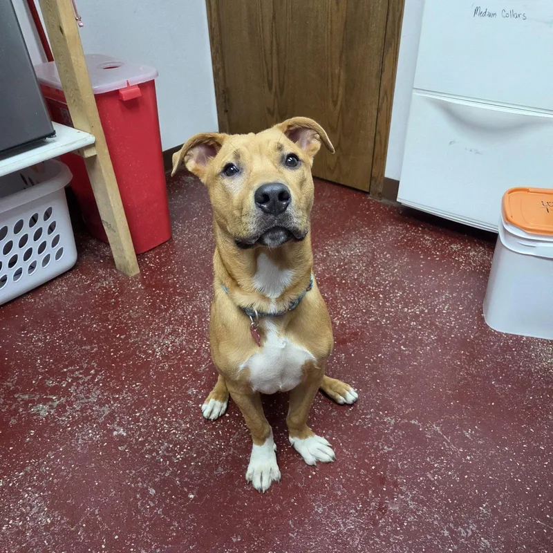 An adult medium-sized male Pit Bull Terrier dog named Ray for adoption in Fargo, ND