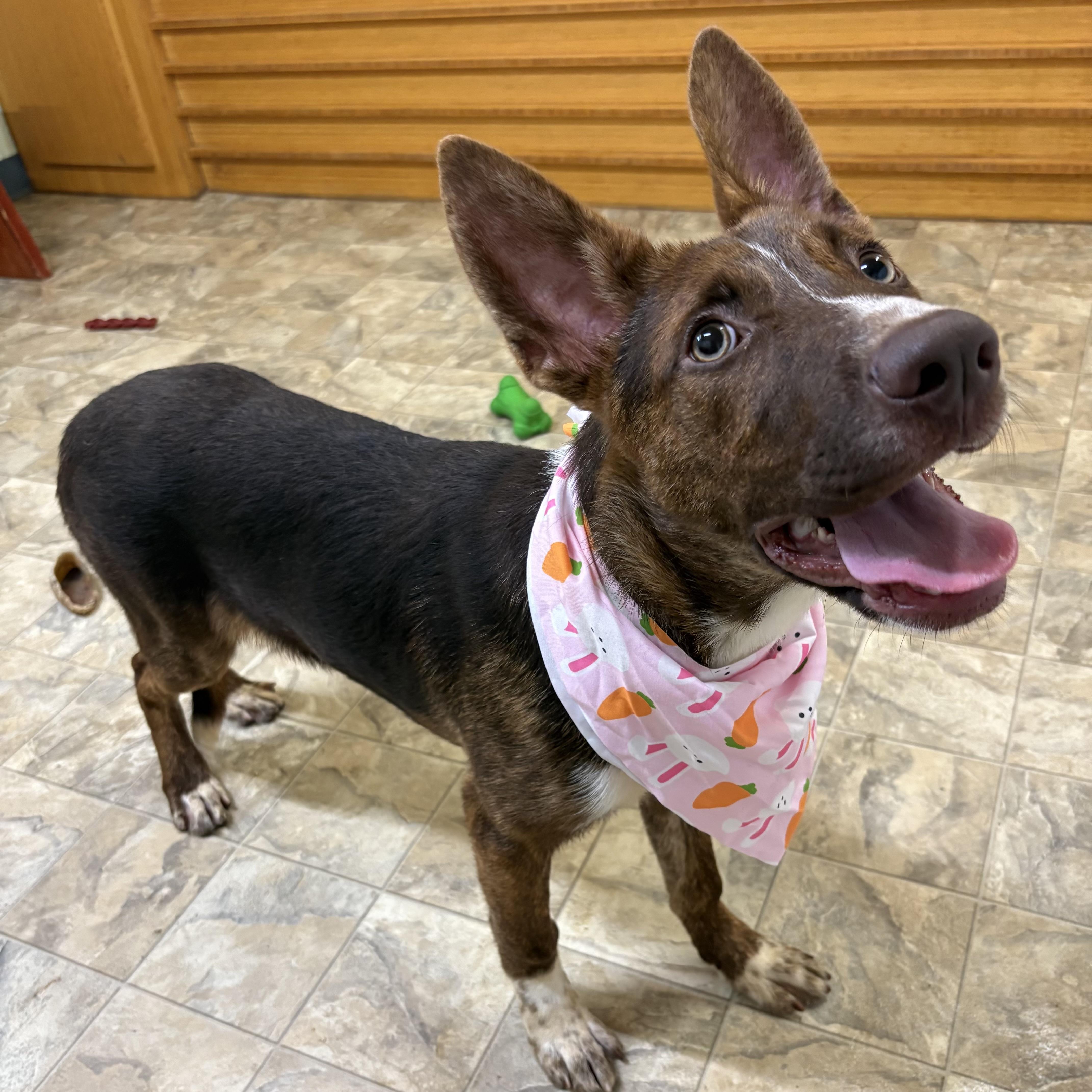 An adult medium-sized female Bicolor Australian Cattle Dog / Blue Heeler dog named Gigi for adoption in Pilot Point, TX