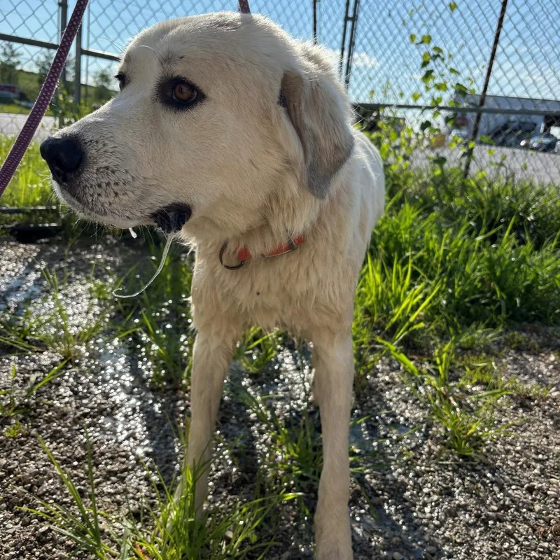 A young medium-sized female White / Cream Great Pyrenees dog named Oliva for adoption in Falmouth, KY