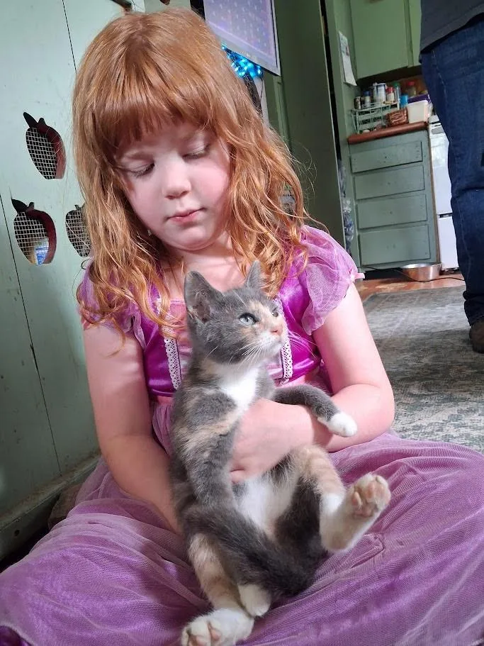 A baby small-sized female Domestic Short Hair cat named Edna for adoption in Shrewsbury, MA