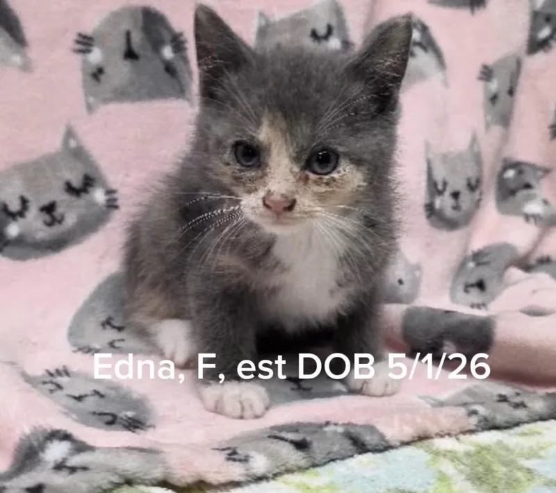 Edna thumbnail 2
