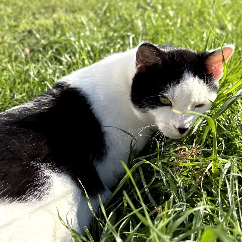 A young medium-sized male Black & White / Tuxedo Domestic Short Hair cat named Count Figaro for adoption in Houston, TX