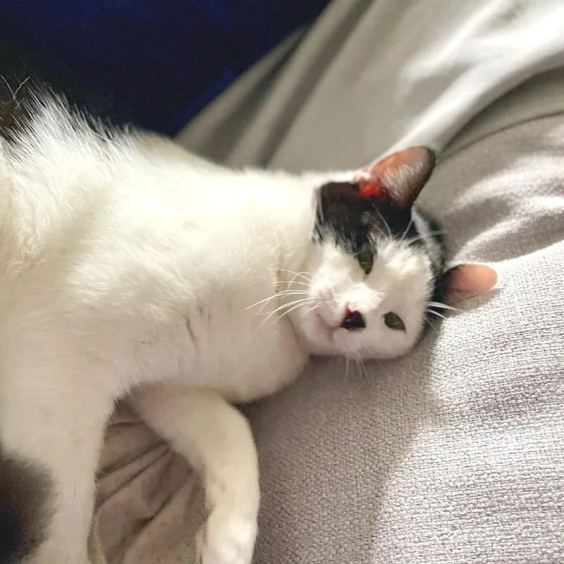 Count Figaro thumbnail 2