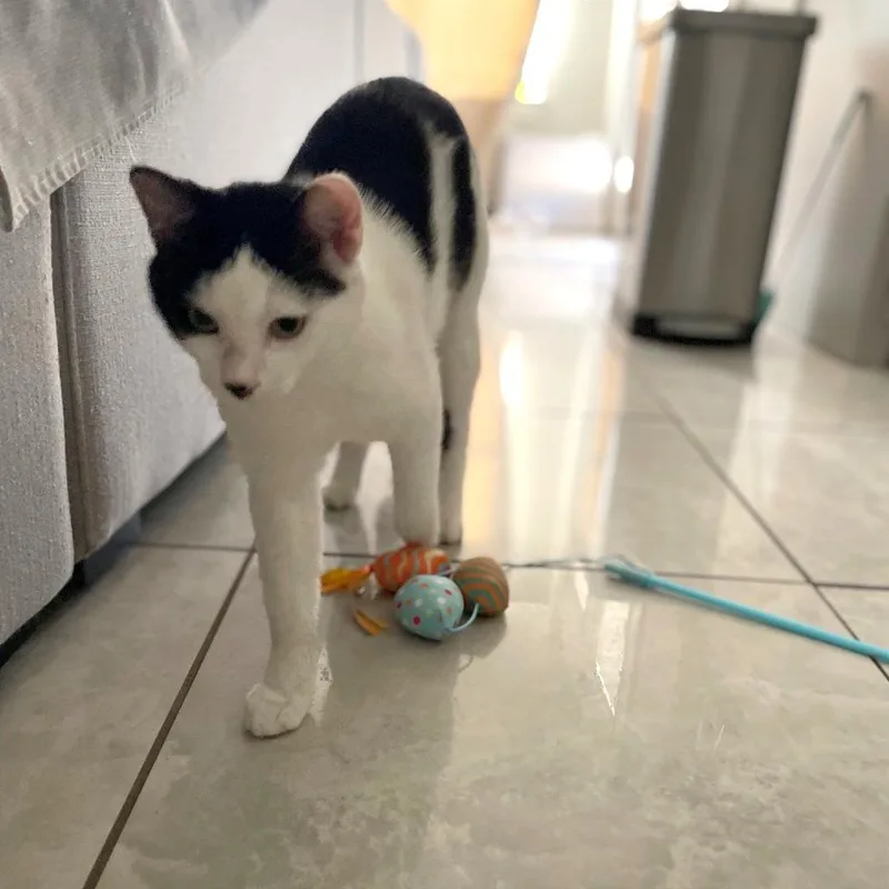 Count Figaro thumbnail 3