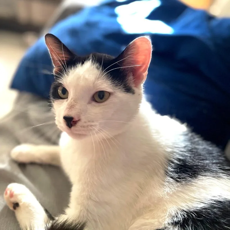 Count Figaro thumbnail 4