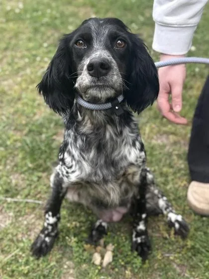 An adult medium-sized female English Setter dog named Lagoona for adoption in King William, VA