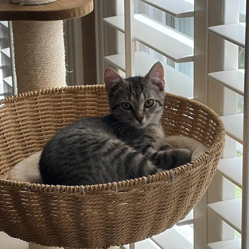A baby small-sized female Gray / Blue / Silver Domestic Short Hair cat named Shelly for adoption in League City, TX