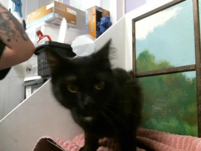 A young medium-sized male Domestic Short Hair cat named Ruffles for adoption in Houston, TX