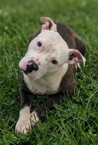 An adult medium-sized male Pit Bull Terrier dog named River for adoption in Akron, OH
