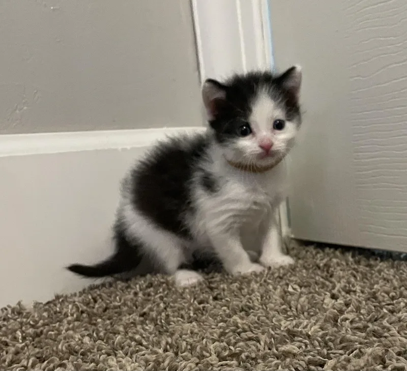 A baby medium-sized male White Domestic Short Hair cat named Pinkie Pie for adoption in Fruit Heights, UT