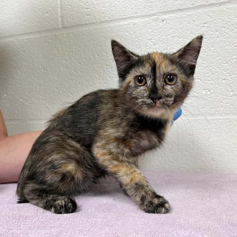 A baby small-sized female Tortoiseshell Domestic Short Hair cat named Coral for adoption in Harrisonburg, VA