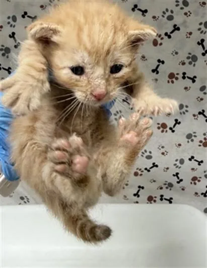 A baby small-sized male Domestic Short Hair cat named A for adoption in Riverside, CA