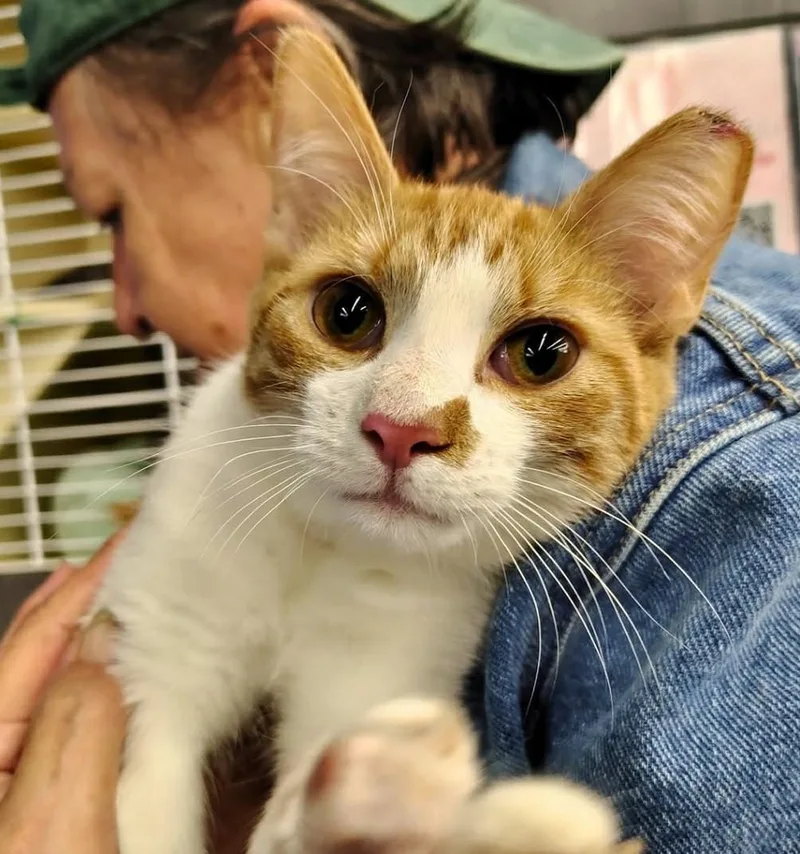 A baby small-sized female Orange & White Domestic Short Hair cat named Clara for adoption in Beckley, WV