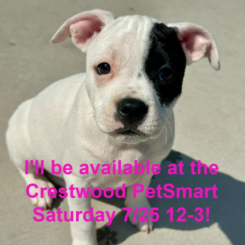 A baby small-sized female White / Cream Mixed Breed dog named Harley Quinn for adoption in Matteson, IL