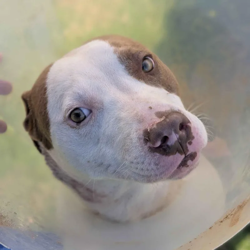 An adult medium-sized male White / Cream American Staffordshire Terrier dog named Powerball for adoption in Greenville, SC