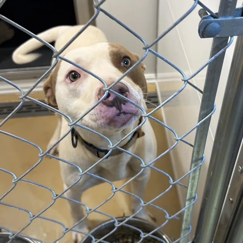 Powerball thumbnail 3