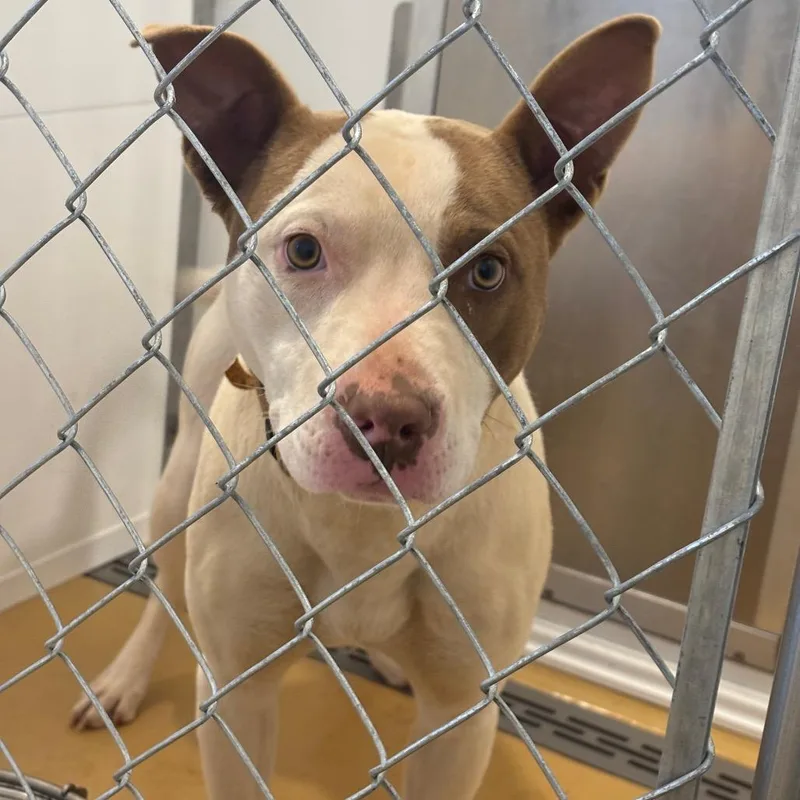 Powerball thumbnail 4