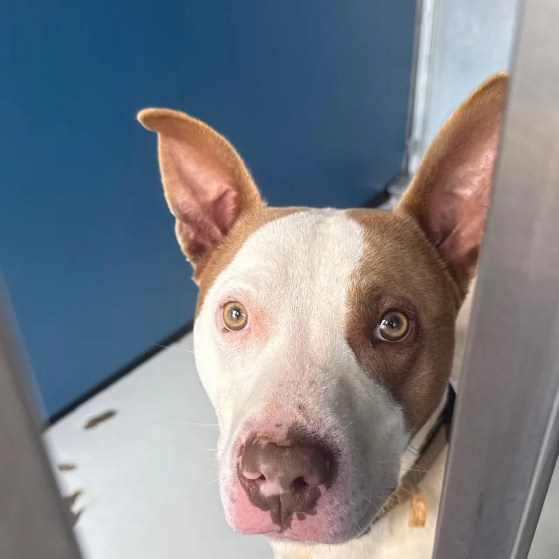 Powerball thumbnail 5