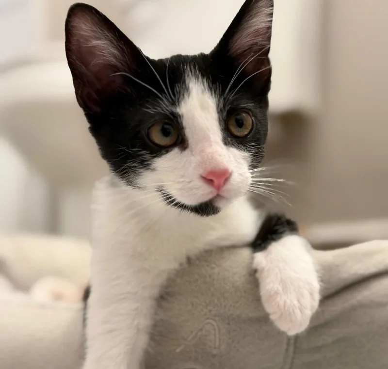 Pepper Brotherofsaffron thumbnail 3