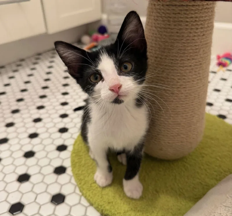 Pepper Brotherofsaffron thumbnail 4