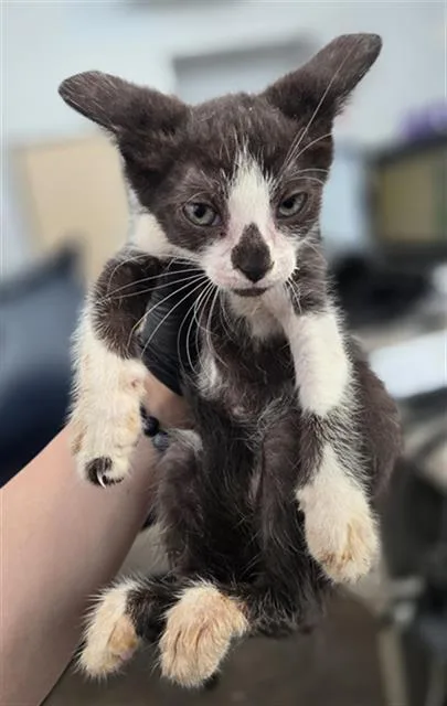 A baby medium-sized female Domestic Short Hair cat named Vegas for adoption in Dallas, TX
