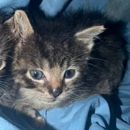 A baby small-sized female Brown / Chocolate Domestic Short Hair cat named Samantha for adoption in Winchester, VA
