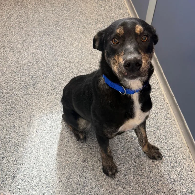 Hercules thumbnail 4