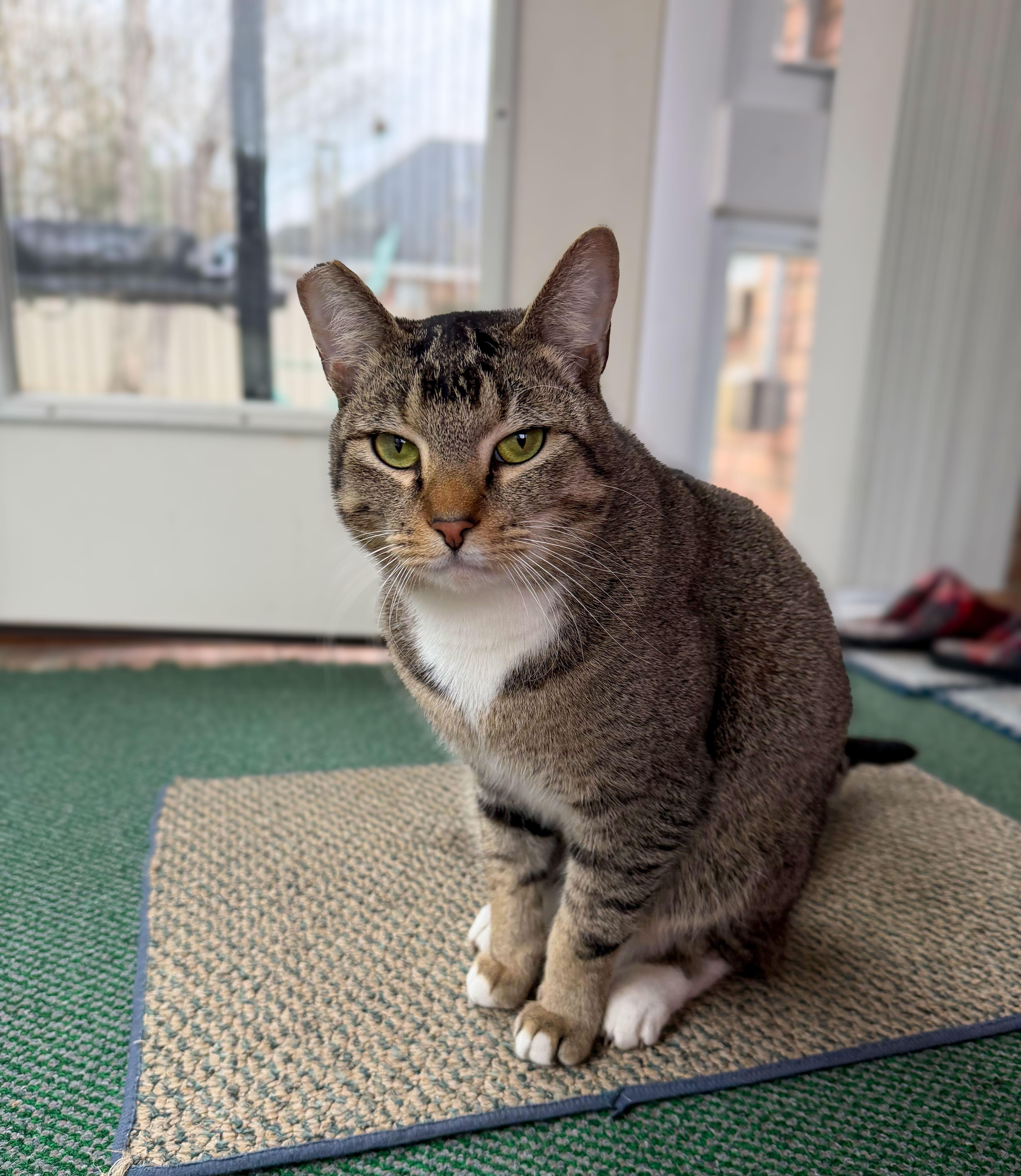A young medium-sized male Tabby (Brown / Chocolate) Domestic Short Hair cat named Shady for adoption in Columbia, SC
