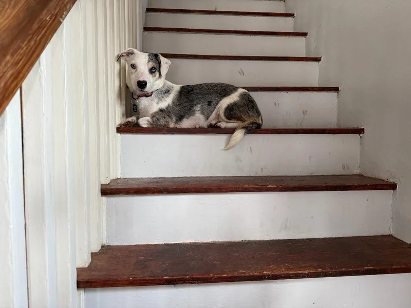 A young medium-sized female Terrier dog named Sprinkles for adoption in West Bloomfield, MI