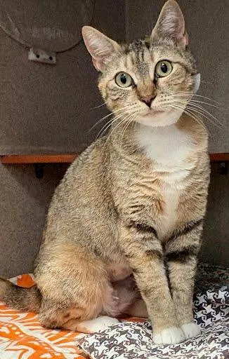An adult medium-sized female Domestic Short Hair cat named Lavender for adoption in Washington, DC
