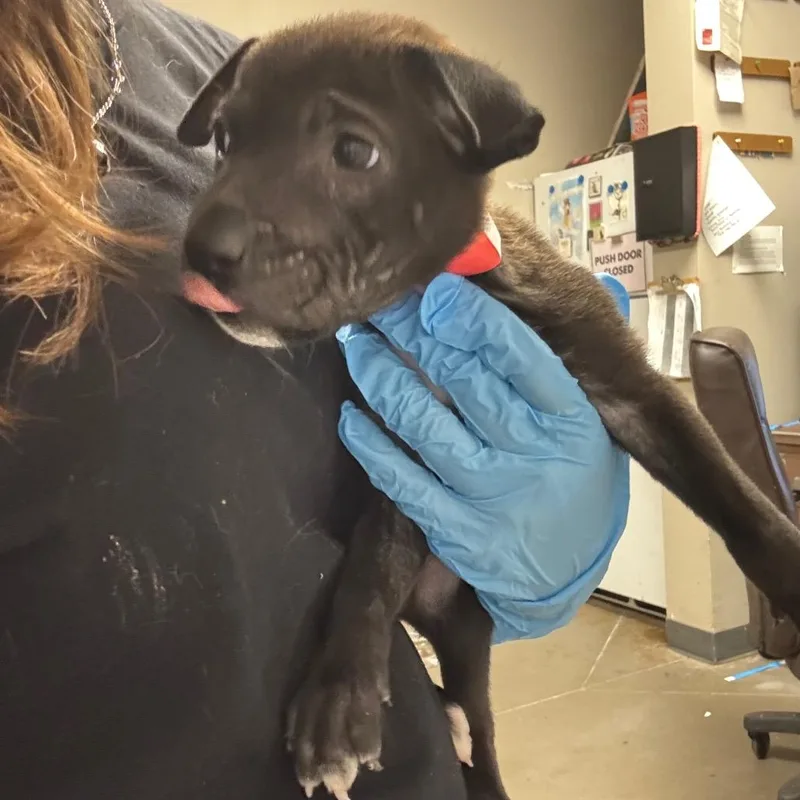 A baby small-sized female Labrador Retriever dog named Dolce for adoption in Yuma, AZ