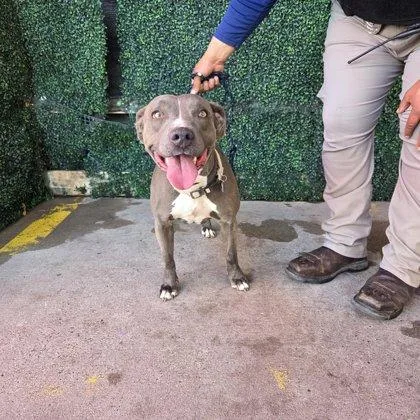 An adult medium-sized female Gray / Blue / Silver Pit Bull Terrier dog named Diamond Rae for adoption in El Paso, TX