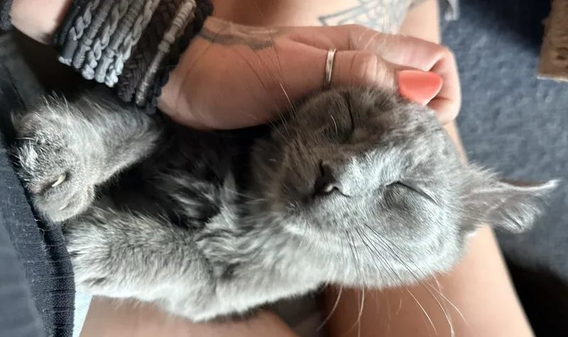 Flopsy thumbnail 2