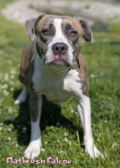 An adult medium-sized female American Staffordshire Terrier dog named Flatbrush Falcon for adoption in Mason, MI
