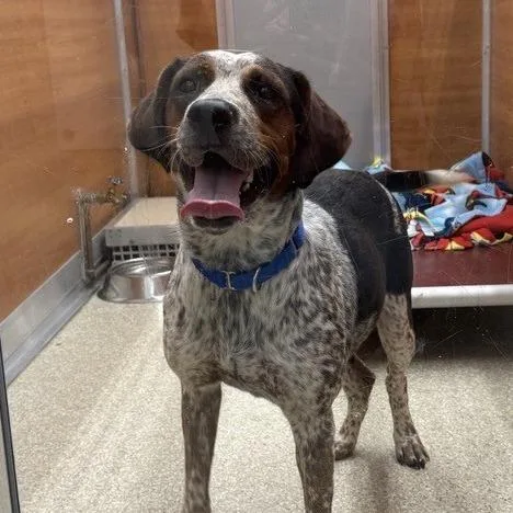 A young medium-sized female Brown / Chocolate Cattle Dog dog named September for adoption in Saint Louis, MO