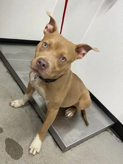 An adult medium-sized male Mixed Breed dog named Hector for adoption in West Chester, PA