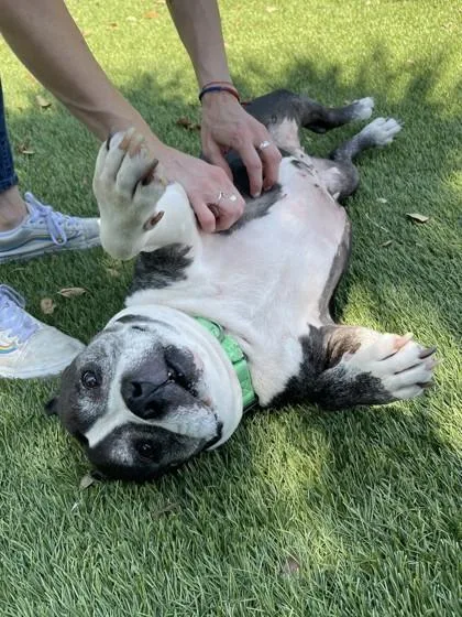 A senior large-sized female American Bulldog dog named Jelly Bean for adoption in North Miami Beach, FL