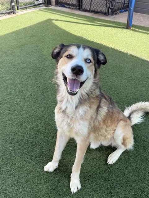 An adult large-sized male Mixed Breed dog named Nacho for adoption in Dallas, TX