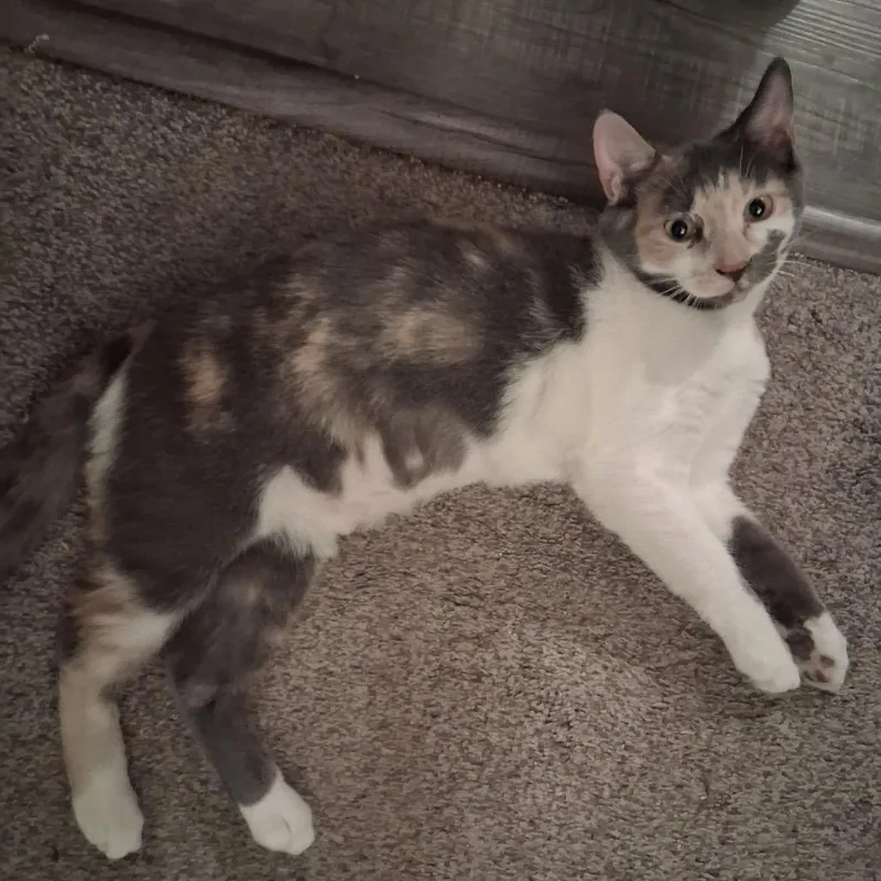 A baby small-sized female Calico Domestic Short Hair cat named Melanie for adoption in Mount Laurel, NJ